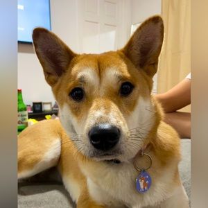 Meet your Posher, Bluejay